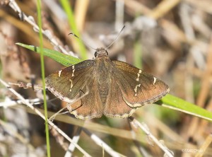 Southern Cloudywing