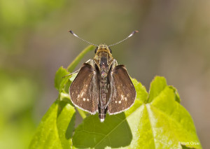 Reversed Roadside-Skipper