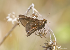 Dusted Skipper