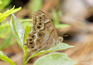 Southern Pearly-Eye