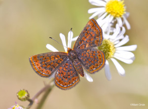 Little Metalmark