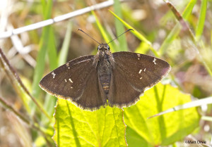 Confused Cloudywing