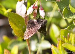 Zarucco Duskywing