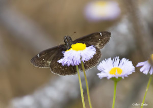 Zarucco Duskywing