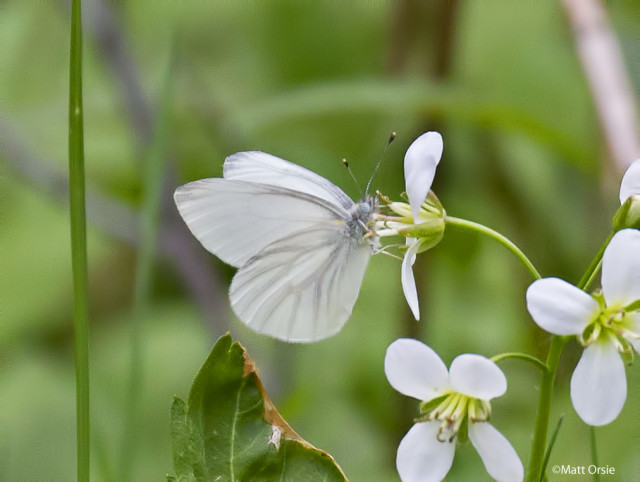 West Virginia White