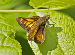 Hobomok Skipper