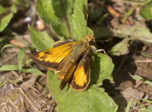 Zabulon Skipper