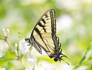 Appalachian Tiger Swallowtail