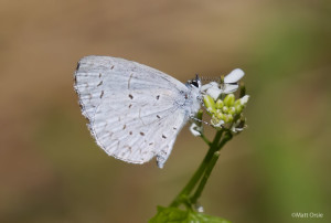 Appalachian Azure