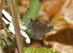 Common Roadside-Skipper