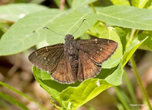 Northern Cloudywing