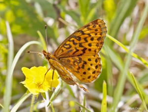 Meadow Fritillary