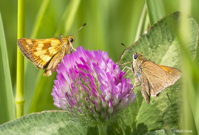 Peck's Skipper - Tawny-edged Skipper