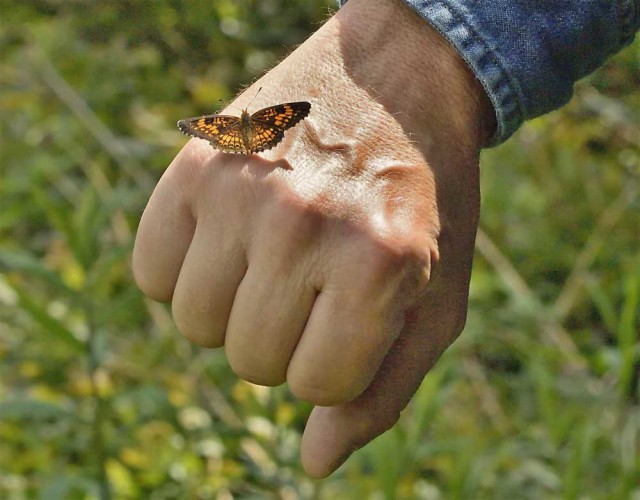 Harris's Checkerspot