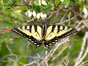 Canadian Tiger Swallowtail