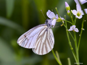 Mustard White