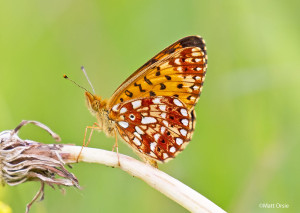 Silver-bordered Fritillary