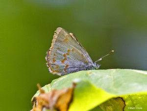 Early Hairstreak