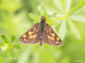 Arctic Skipper