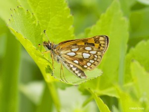 Arctic Skipper