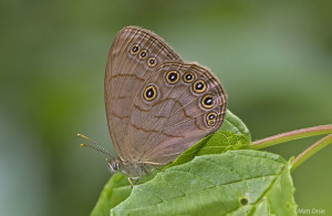 Appalachian Brown