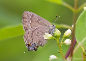 Hickory Hairstreak