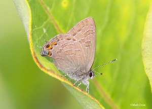 Striped Hairstreak