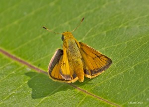 Delaware Skipper (male)