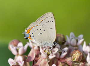 Acadian Hairstreak