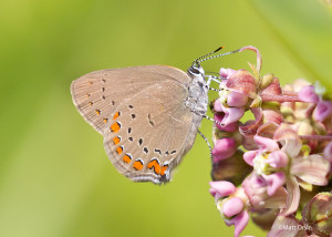 Coral Hairstreak