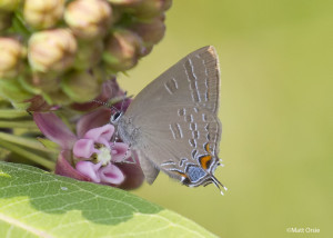 Banded Hairstreak