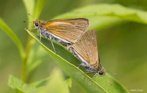 Two-spotted Skipper