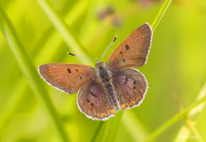 Bog Copper