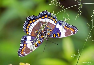 White Admiral