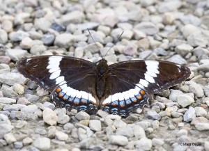 White Admiral