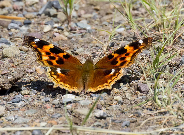 Compton Tortoiseshell