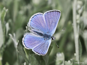 Blue Copper (male)