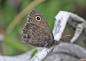Small Wood-Nymph