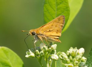 Fiery Skipper