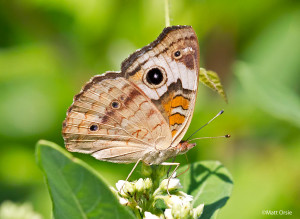 Common Buckeye