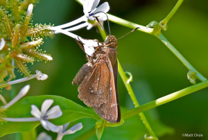 Double-dotted Skipper