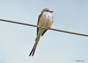 Sissior-tailed Flycatcher