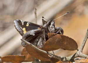 Yucca Giant-Skipper