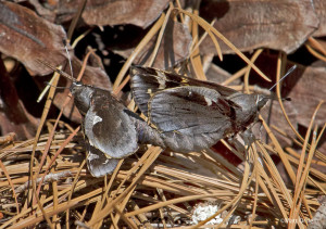 Yucca Giant-Skipper