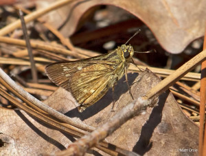 Reversed Roadside-Skipper