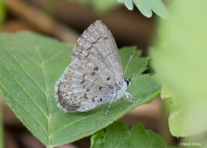 Dusky Azure - female