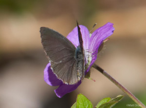 Dusky Azure - male