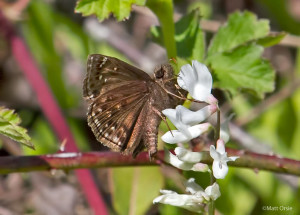 Mottled Duskywing