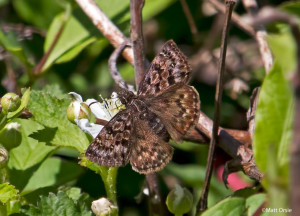 Mottled Duskywing