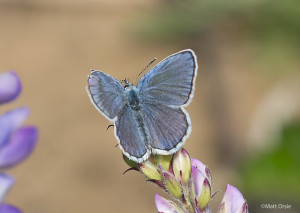 Karner Blue (male)